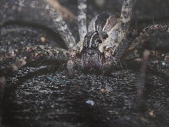 Dendrolycosa