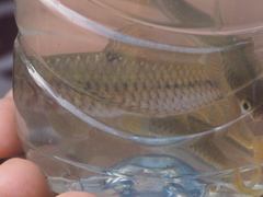 Rasbora