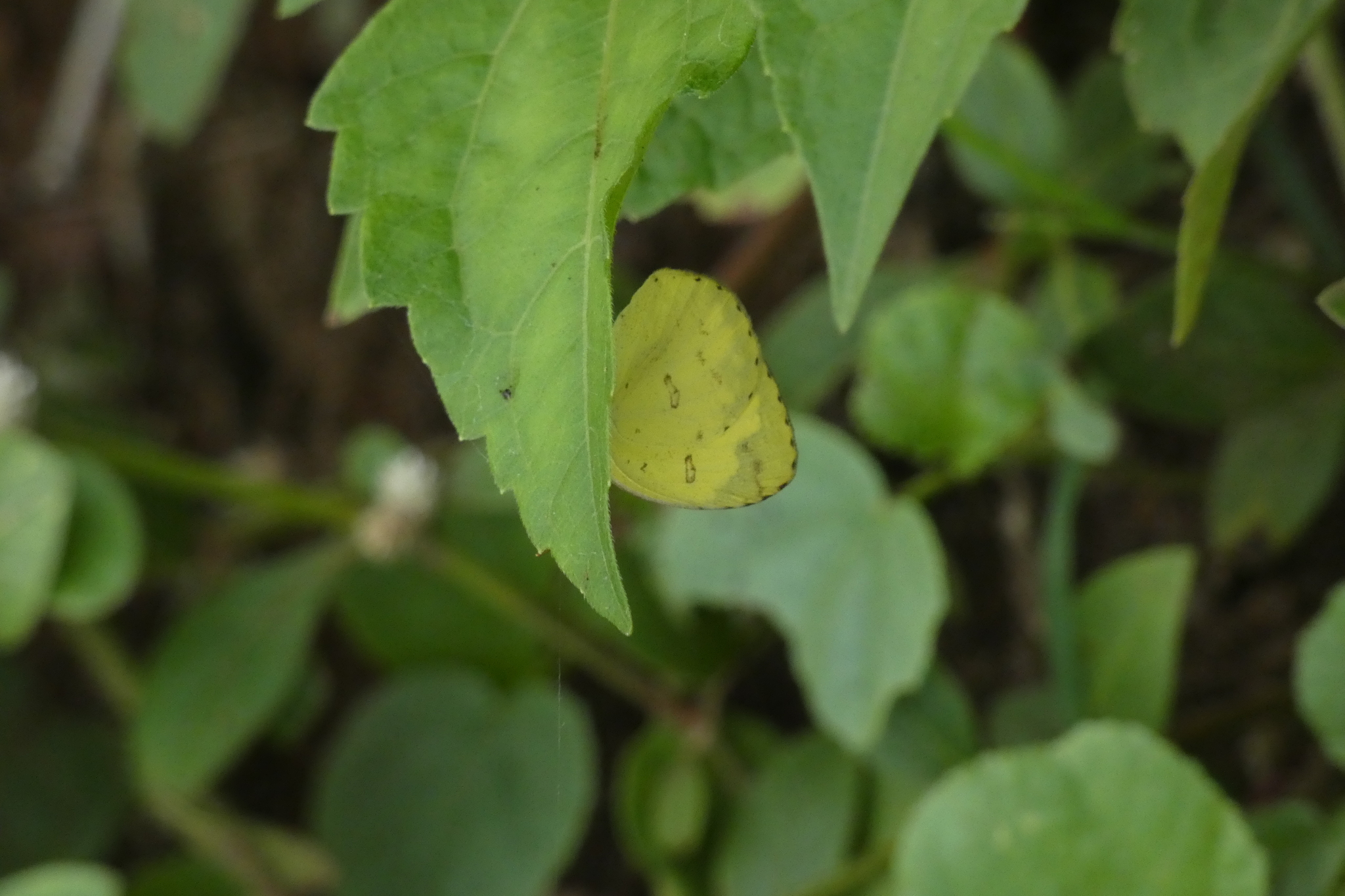 Common Grass Yellow
