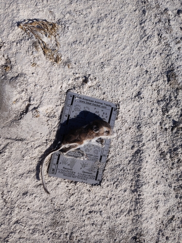 Heermann's Kangaroo Rat