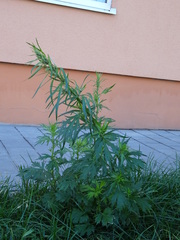 Artemisia vulgaris