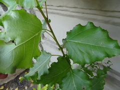Populus nigra