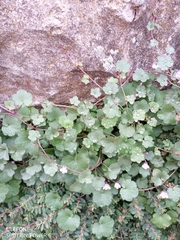 Cymbalaria muralis
