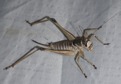 Pediodectes