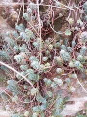 Petrosedum sediforme