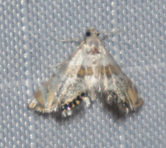Petrophila heppneri