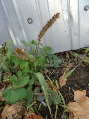 Setaria viridis