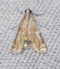 Petrophila daemonalis