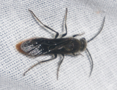 Sphaeropthalma marpesia