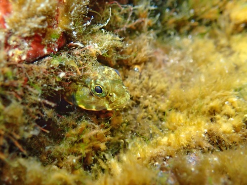 Lined frillfin goby (Bathygobius lineatus) — Gobiidae