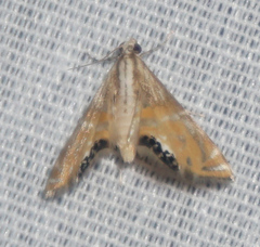 Petrophila daemonalis