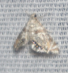 Petrophila heppneri
