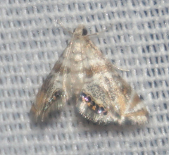 Petrophila heppneri