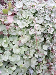 Cymbalaria muralis