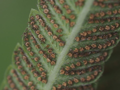 Strophocaulon unitum