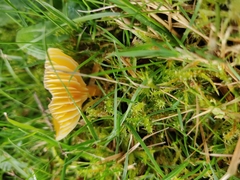 Hygrocybe
