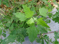 Chenopodium album