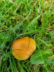 Hygrocybe