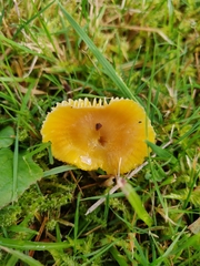 Hygrocybe