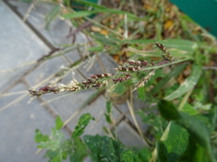 Echinochloa crus-galli