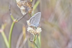 Hemiargus ramon