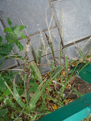 Echinochloa crus-galli