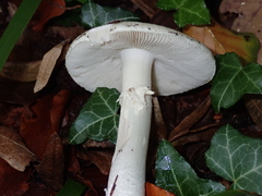 Amanita