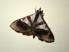 Dausara