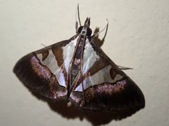 Dausara