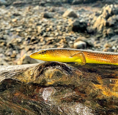 Dasia olivacea