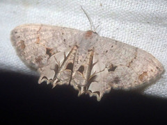 Dysaethria lunulimargo