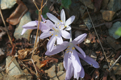 Colchicum troodi