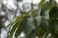 Diospyros virginiana