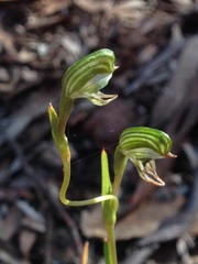 Pterostylis sargentii