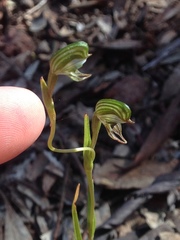 Pterostylis sargentii