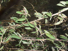 Grona barbata dimorpha