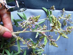 Grona barbata dimorpha