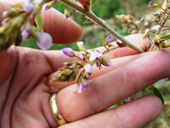 Grona barbata dimorpha