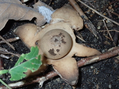 Geastrum triplex