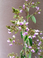 Grona barbata dimorpha