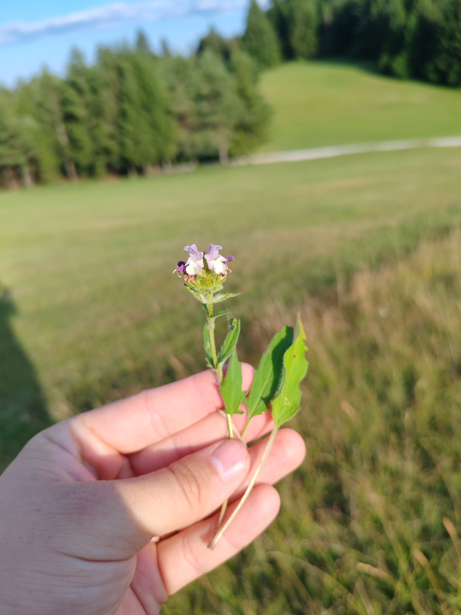 Incised-Leaf Allheal (Prunella ×)