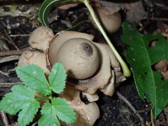 Geastrum triplex