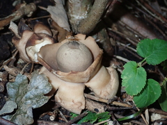 Geastrum triplex