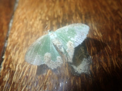 Eucyclodes albisparsa