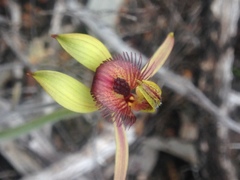 Caladenia discoidea
