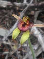Caladenia discoidea