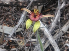 Caladenia discoidea