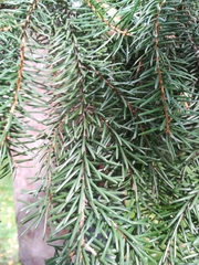 Picea omorika