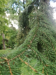 Picea omorika