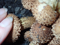 Pholiota squarrosa